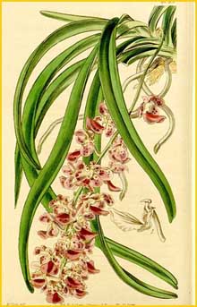   ( Aerides multiflora ) Curtis's Botanical Magazine 1844