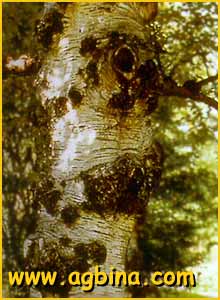   ( etula pubescens )