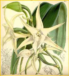    ( Angraecum sesquipedale ) Curtis's Botanical Magazine 1859