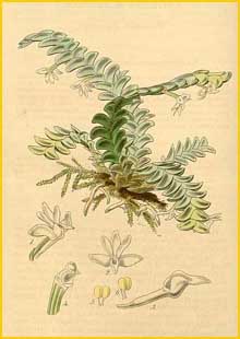    ( Angraecum distichum ) Curtis's Botanical Magazine 1845