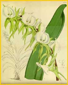  -   ( Angraecum eburneum ) Curtis's Botanical Magazine 1854