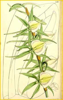  -   ( Angraecum eburneum ) Curtis's Botanical Magazine 1860