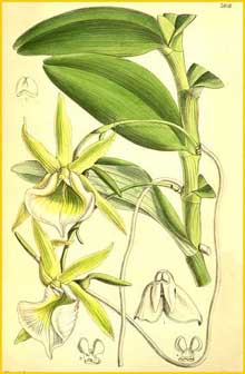   ( Angraecum eichlerianum ) Curtis's Botanical Magazine 1902