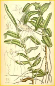  ( Angraecum germinyanum ) Curtis's Botanical Magazine 