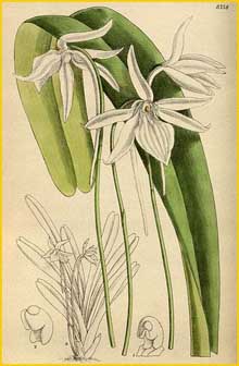   ( Angraecum gracilipes ) Curtis's Botanical Magazine
