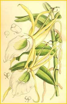   ( Angraecum infundibulare ) Curtis's Botanical Magazine 1907