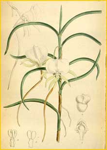   ( Angraecum scottianum ) Curtis's Botanical Magazine 1883