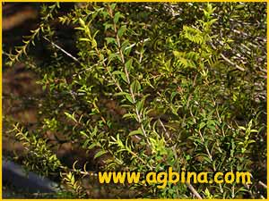   (Melaleuca acuminata)