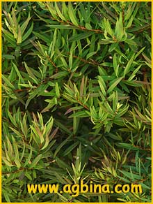    (  Melaleuca linariifolia )