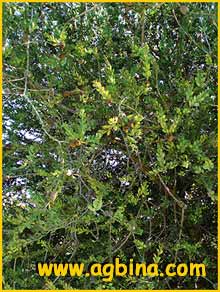  (  Melaleuca nesophila )