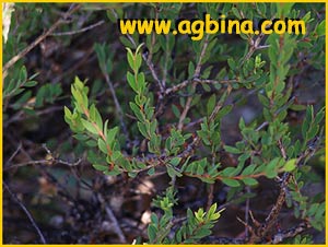   (  Melaleuca thymifolia )