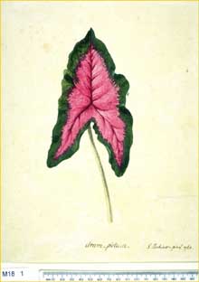   (Arum italicum) by Sydney Parkinson