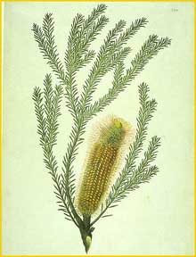    ( Banksia ericifolia ) watercolour from Bank's Florilegium