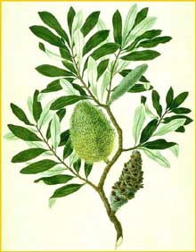   ( anksia integrifolia ) watercolour from Bank's Florilegium