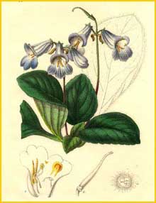    ( Chirita sinensis ) Lemaire