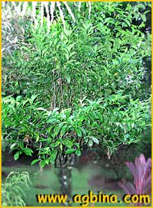   ( Brunfelsia pauciflora )