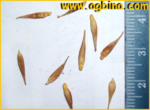   ( Carex dolichocarpa )
