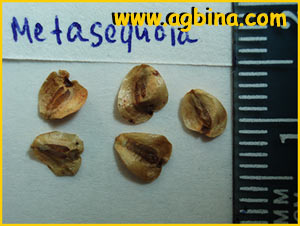  - ( Metasequoia glyptostroboides )