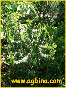    (Myrtus communis tarentina)