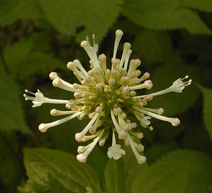   ( Valeriana pauciflora )