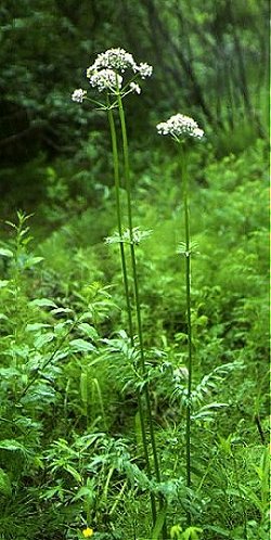   ( Valeriana alternifolia )