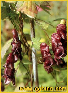   ( Aconitum hemsleyanum )