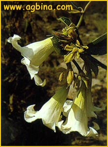    (  Beaumontia grandiflora )