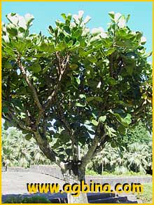   ( Gastonia mauritiana )