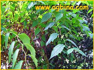   ( Neillia sinensis )