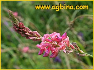    ( Onobrychis arenaria )