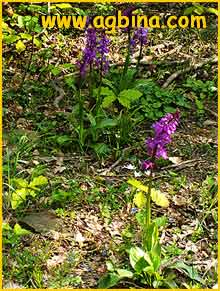   ( Orchis picta )