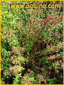   .  ( Origanum vulgare ssp. genuinum )
