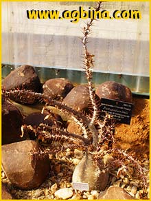    ( Pachypodium lealii )