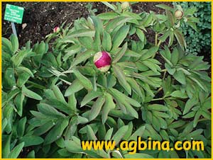   .  ( Paeonia officinalis ssp. banatica )
