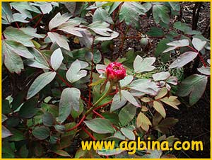   . - ( Paeonia suffruticosa var. roseo-superba )