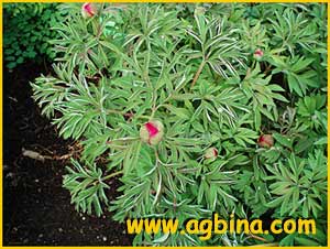   .  ( Paeonia officinalis ssp. villosa )