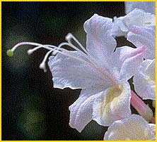   ( Rhododendron occidentale )