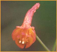   ( Delphinium nudicaule )