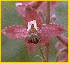   ( Delphinium purpusii )