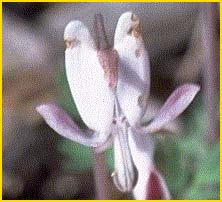   ( Dicentra pauciflora  )