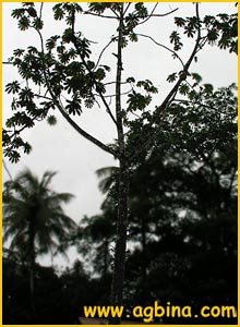    ( Cecropia obtusifolia )