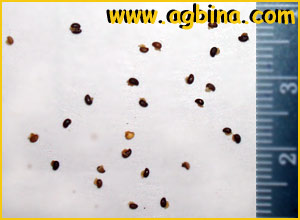    ( Chelidonium asiaticum  )
