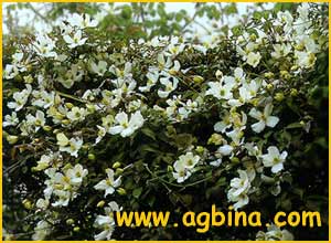   ( lematis montana / anemoniflora )