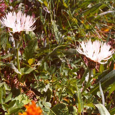   ( Centaurea fischeri )