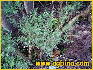   ( Pelargonium carnosum )
