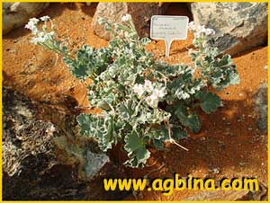    ( Pelargonium crassicaule )