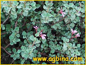  ( Pelargonium exstipulatum )