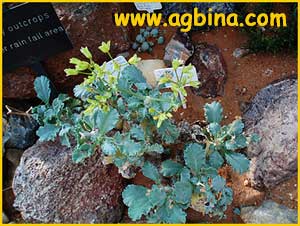  ( Pelargonium klinghardtense )