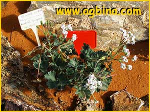   ( Pelargonium  mirabile )