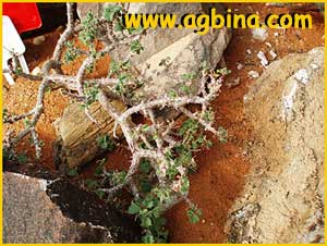   ( Pelargonium  xerophyton )